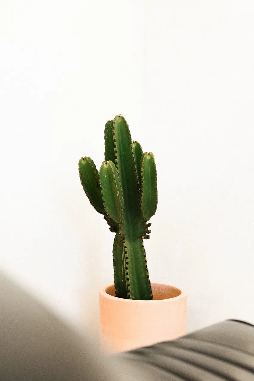 Cactus in a terracotta pot against the shop's white wall