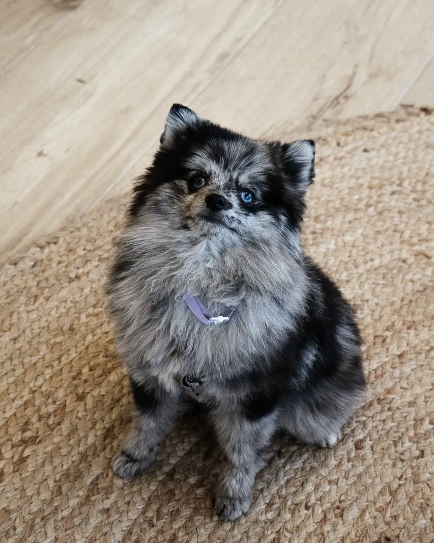 The shop dog, a small merle Pomeranian, sitting on the rug