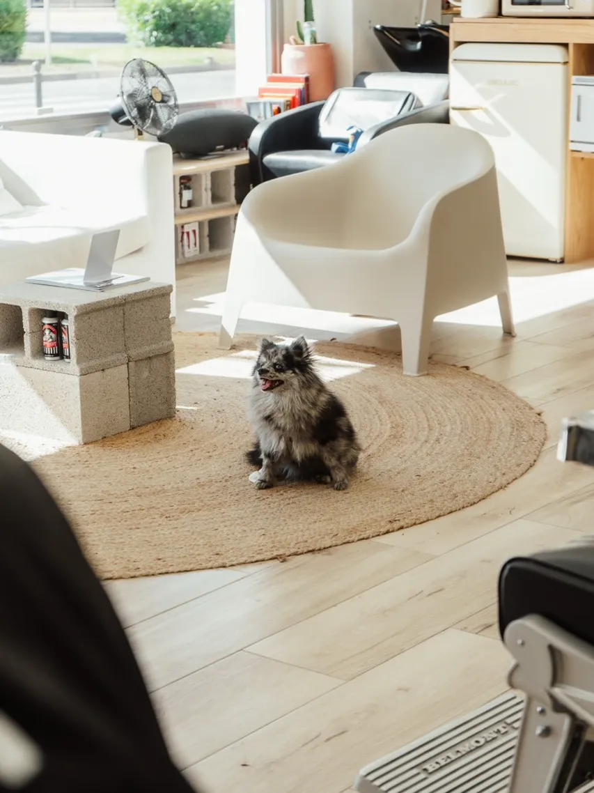 The shop dog waiting on the round rug by the white chairs